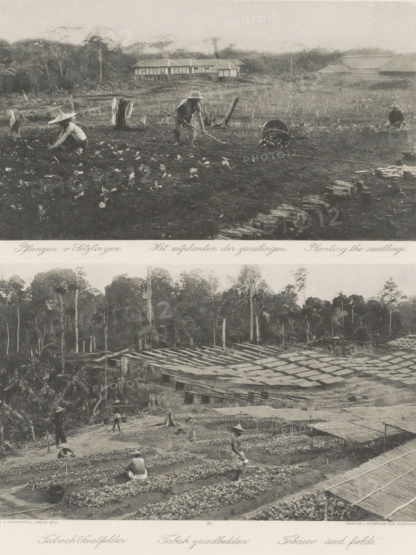 Planting seedlings (above) and tobacco seed beds (below) on Sumatra, The planting of the seedlings (above), Tobacco seed beds (below), photomechanical print, Part of Album with heliogravures of Sumatra's east coast., number: '21', photographer: Carl J. Kleingrothe, Sumatra, cliché maker: Johann Baptist Obernetter, Munich, in or before 1898, Carl J. Kleingrothe, Johann Baptist Obernetter, photographer, cliché maker, Bavaria, paper, photoaquatint, heliogravure, height 125 mm x width 218 mm, height 133 mm x width 218 mm, tobacco, plantation, A vertically split image showing two outdoor scenes of agricultural fields with workers tending rows of small plants; the upper scene features a flat field with scattered seedlings, several people wearing wide-brimmed hats working with hand tools and a low basket tipped on its side, and a cluster of simple raised wooden buildings and tree line in the background; the lower scene shows a larger cultivated area with many narrow beds covered by latticed o...