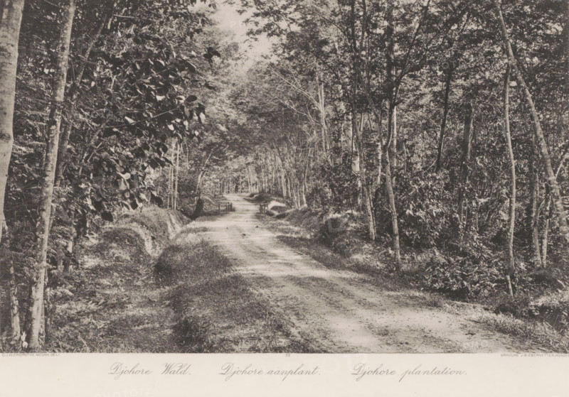Path through plantations on Sumatra, Djohore plantations, photomechanical print, Part of Album with heliogravures of Sumatra's east coast., number: '33', photographer: Carl J. Kleingrothe, Sumatra, cliché maker: Johann Baptist Obernetter, Munich, in or before 1898, Carl J. Kleingrothe, Johann Baptist Obernetter, photographer, cliché maker, Bavaria, paper, photoaquatint, heliogravure, height 180 mm x width 292 mm, road, path, plantation, A dirt road runs from the foreground into the distance, flanked on both sides by dense trees with trunks of varying thickness and leafy canopies that form a tunnel over the path, undergrowth and grasses line the road edges, and a small simple wooden fence or gate is visible partway down the path with light filtering through the foliage creating dappled shadows on the ground.