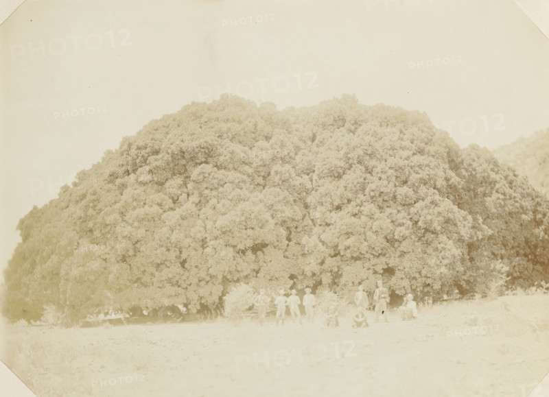 Europeans posing at Wonderboom in South Africa, Wonderboom, photograph, Part of Album with 191 photographs of a trip to and through South Africa., South Africa, c. 1890 - c. 1920, photographer, paper, daylight gelatin silver print, height 212 mm x width 293 mm, trees, A large dense tree with a broad rounded canopy fills the middle of the image, its foliage appearing in textured clusters and extending nearly from one side of the frame to the other, with lighter ground and open sky above and below; near the bottom edge a group of people in light clothing stand and sit in front of the tree, their figures small and slightly faded against the bright foreground.