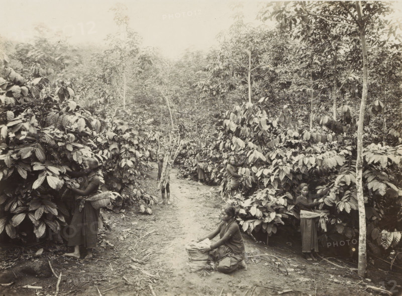 Women at work on a plantation in the Dutch East Indies, photograph, Part of Travel Album with Forty Photos of the Dutch East Indies., photographer: Onnes Kurkdjian, Dutch East Indies, The, 1912, paper, daylight gelatin silver print, height 175 mm x width 238 mm, plantation, A dirt path runs through dense vegetation with tall leafy plants and slender tree trunks filling the scene, several women are positioned among the foliage wearing long skirts and blouses, one woman kneels on the path with her hands on a sack while others stand beside or partially hidden by the large glossy leaves, a barefoot boy stands on the path carrying a bundle of sticks over his shoulder, baskets and sacks appear near some women, the foreground shows scattered twigs and leaf litter on the ground and the background is filled with layered tree canopies.
