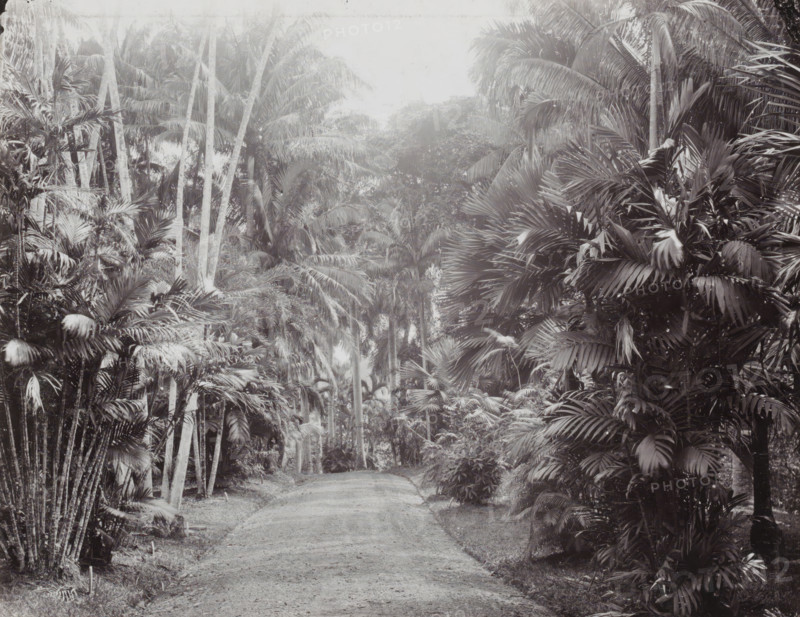 Avenue in the National Botanical Garden in Buitenzorg, Botanical Garden, Buitenzorg., album page, photograph, Part of Album with photos of Batavia and of the Ursuline sisters., National Botanical Garden, c. 1890 - c. 1910, photographer, Java, Buitenzorg (West Java), West Java, paper, pasteboard, daylight collodion silver print, height 195 mm x width 246 mm, botanic garden, 'hortus botanicus', A narrow dirt path curves gently through a dense scene of tall palms and broad-leafed tropical plants, with slender trunks rising vertically and layered fronds creating a textured canopy that filters light; clusters of fan-shaped leaves and feathery palm fronds fill both sides of the path, overlapping at various heights, while understory foliage and low shrubs grow close to the ground near the path edges, and the overall image appears in muted monochrome with subtle variations in tone.