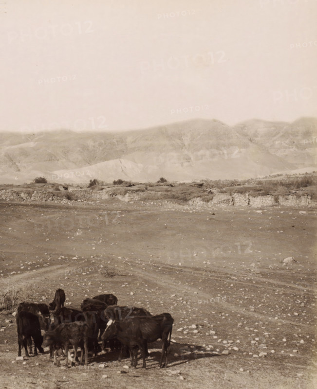 View of Jericho from the plain, the Jordan Hotel on the left, children with a flock in the foreground, Vue générale de Jéricho, prise de la plaine.- General view of Jericho taken from the plain., photograph, Part of Travel Album with photos of Jerusalem and other biblical places., negative number: '906', photographer: Maison Bonfils, Jericho, c. 1867 - c. 1895, Palestine, West Bank, pasteboard, paper, albumen print, height 220 mm x width 282 mm, herding, herdsman, herdswoman, shepherd, shepherdess, cowherd, plain, hotel, hostelry, inn, A sepia-toned landscape showing a dry, rocky plain in the foreground with a small herd of dark-colored cattle clustered near the bottom edge, a low stone wall and patches of low vegetation running horizontally across the middle ground, and rolling, textured hills rising in the background beneath a pale, empty sky.