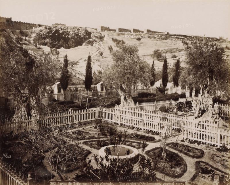 Jardin de Gethsemane, vue générale. - The garden of Gethsemane, general view., View of the Garden of Gethsemane at the foot of the Mount of Olives in Jerusalem, photograph, Part of Travel album with photos of Jerusalem and other biblical places., negative number: '303', photographer: Maison Bonfils, Jerusalem, c. 1867 - c. 1895, pasteboard, paper, albumen print, height 225 mm x width 283 mm, garden, mountains, Mount of Olives, Gethsemane, A fenced garden area with neatly trimmed shrub patterns and a circular stone basin in the foreground, surrounded by low hedges and pathways; several gnarled olive trees and tall slender cypress trees rise among the beds; wooden picket fences separate sections and enclose the garden, with small arch-topped structures visible near the middle fence line; beyond the garden a sloping, sparsely vegetated hillside leads up to a long stone wall with crenellated towers stretching across the horizon.