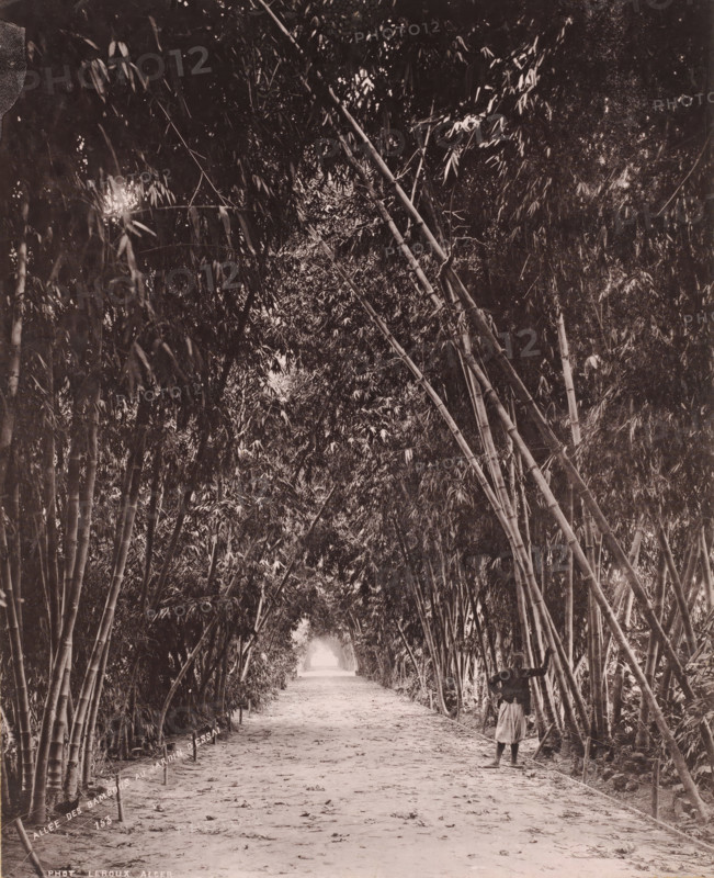 Bamboo avenue in the Jardin d'Essai du Hamma in Algiers, Allée des Bambous au Jardin d'Essai, photomechanical print, number: '153', photographer: Alexandre Leroux, Algiers, cliché maker: anonymous, c. 1875 - c. 1900, North Africa, pasteboard, paper, collotype, photoprint, height 317 mm x width 247 mm, forest path or lane, trees, Botanical Garden Hamma, A long dirt path stretches into the distance beneath a dense tunnel of tall, leaning bamboo stalks whose slender trunks and clustered leaves form a shaded arch overhead, with scattered light filtering through gaps in the foliage and fallen leaves and small debris dotting the ground; a person stands near the right edge of the path facing toward the bamboo, wearing a knee-length skirt and a jacket and resting one arm against a bamboo stalk while the surrounding bamboo grove rises steeply on both sides creating a narrow, enclosed corridor.