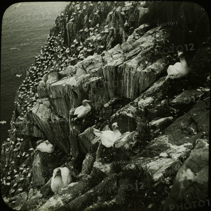 Colony of breeding seabirds on a rocky coast, stereoscopic photograph, number: '6', 1856 - 1890, photographer, inorganic material, glass, paper, slide, height 85 mm x width 170 mm, rocky coast, water-birds (brooding, hatching), A steep rocky cliff face beside a body of water populated by many seabirds perched and sitting on ledges, with textured vertical rock strata and patches of grass; several larger white birds with pale bodies and dark-tipped wings are visible on foreground ledges, while dense groups of smaller white birds cluster on distant rock shelves, and a few birds are in flight above the water.