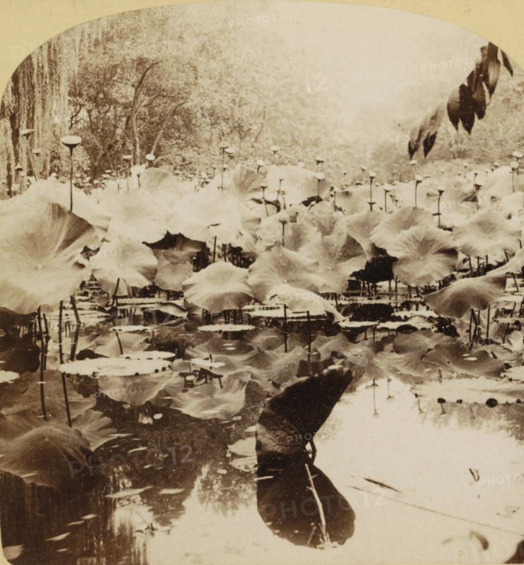 The Lotus of the Nile, Egypt, Los Lotos del Nilo, Égipto, Blooming lotuses in the water of the Nile, stereograph, Nile, publisher: Charles Bierstadt, Niagara Falls (North America), publisher: Underwood and Underwood, New York (city) (possibly), 1881 - 1903, photographer, North America, pasteboard, paper, albumen print, height 88 mm x width 178 mm, flowers: lotus, A sepia-toned scene of a pond filled with large rounded leaves and tall thin seed pods rising above them, with many leaves floating on the water surface and reflections visible; a person holding an umbrella is partially visible near the lower center, their umbrella reflected in the water; trees and foliage form a textured backdrop at the top of the image.