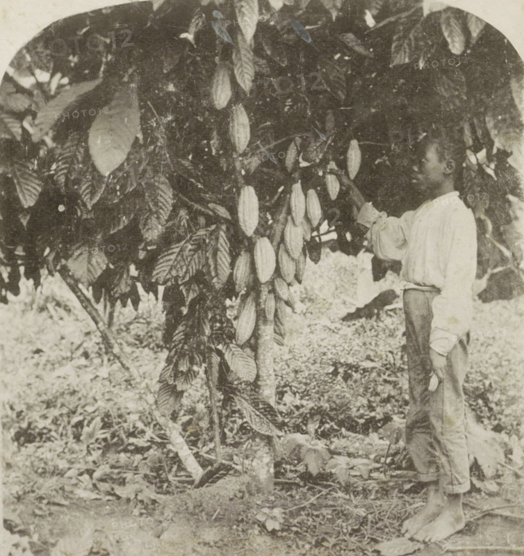 Picking Cocoa, Jamaica, Picker and cocoa tree in Jamaica, photomechanical print, stereograph, number: '60 ?', inscription: 'cacao.', inscription: 'P. 26.', cliché maker: anonymous, 1879 - 1910, photographer, paper, pasteboard, collotype, photoprint, height 89 mm x width 178 mm, picking fruit, A monochrome photograph showing a person standing barefoot next to a tree with large oval fruits hanging from its branches and broad textured leaves; the person faces the tree and wears a loose long-sleeved shirt and rolled trousers, with one hand raised toward the fruit; the ground is covered with leaves and vegetation and the scene is framed by dense foliage.