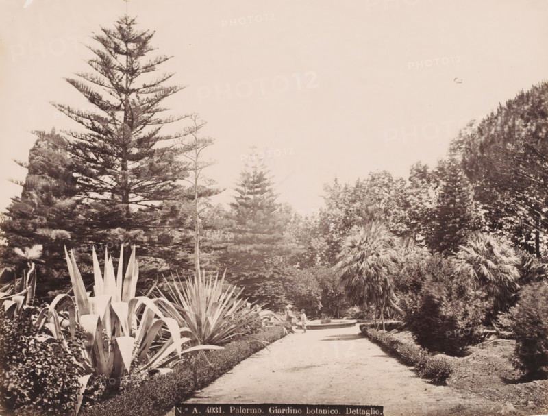 Path through the botanical garden of Palermo with a flowering agave on the left, Italy, Giardino botanico. Dettaglio, Palermo, photograph, number: 'No. A. 4031.', 1851 - 1900, photographer, Sicily, pasteboard, paper, albumen print, height 308 mm x width 382 mm, botanic garden, 'hortus botanicus', Orto botanico di Palermo, A wide garden path bordered by low hedges leads toward a circular fountain set among dense vegetation, with a person sitting on the fountain edge; large spiky agave plants occupy the foreground at the left and center, while tall coniferous trees and various palms and shrubs fill the background on both sides under a pale sky.