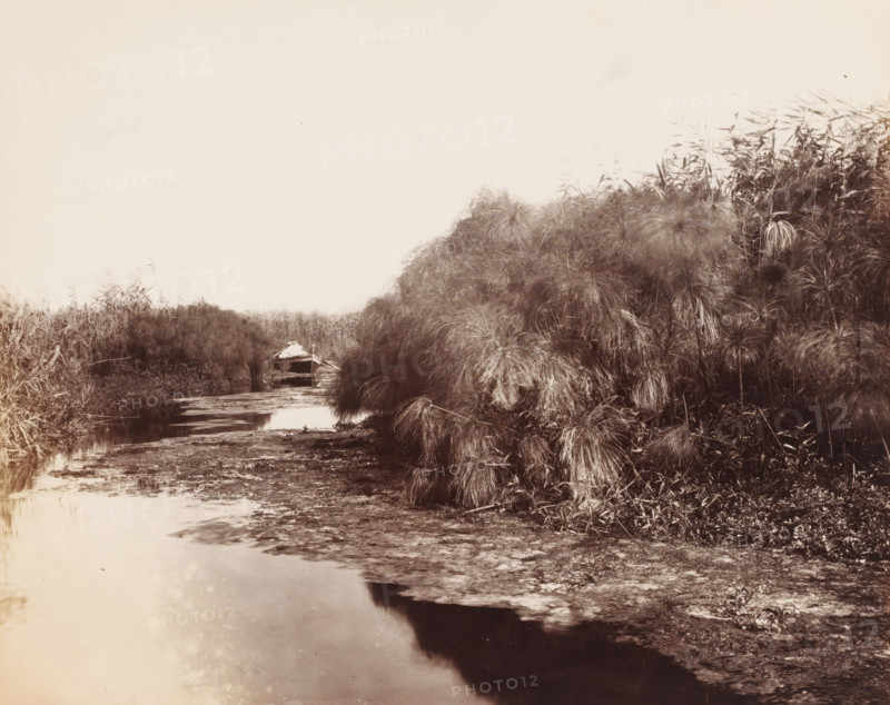 Il Fiume Anapo e il papiro (Siracusa), Rowing boat on the river Anapo near Syracuse, Italy, photograph, number: 'No. 1579', inscription: 'Siracuse', photographer: Giorgio Sommer, Syracuse (city), 1857 - 1914, Sicily, pasteboard, paper, albumen print, height 309 mm x width 382 mm, rowing-boat, canoe, river, plants, vegetation, A narrow waterway bordered by dense clumps of tall, grasslike plants with long, thin leaves, a small wooden boat partly visible near the center left with a light-colored cloth or covering draped over its bow, muddy shoreline and shallow water in the foreground reflecting the sky, and a mostly clear, pale sky filling the upper portion of the image.