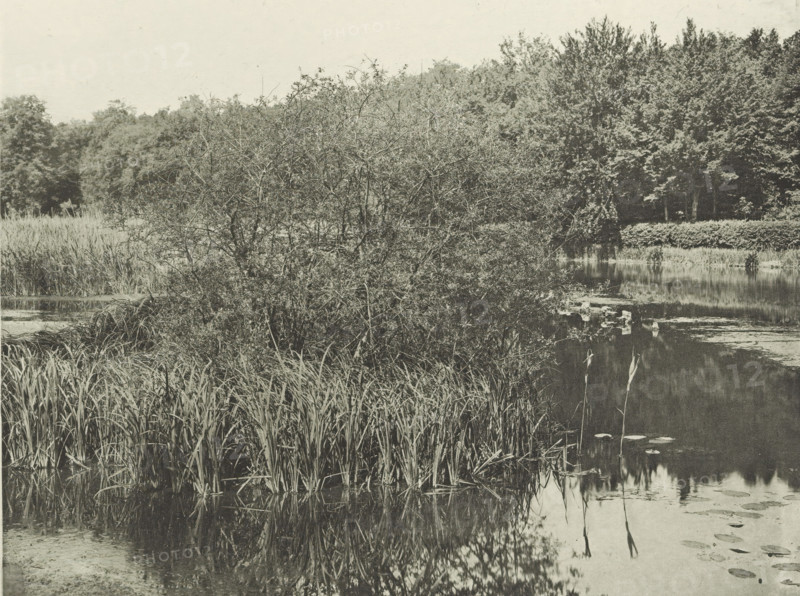 Plants at Lake Commelles, Étang de Commelles, photomechanical print, photographer: José Dubouloz, Lakes of Commelles, cliché maker: Fillon & Heuse, printer (person): Charles Wittmann, Paris, c. 1891 - in or before 1896, printer (person), paper, photoaquatint, height 142 mm x width 187 mm, lake, shrubs, A grayscale scene of a calm pond bordered by tall grasses and dense, leafed bushes, with a large tangled shrub occupying the middle foreground and reflecting in the water, a tree line in the background behind a low hedge, scattered floating pads on the pond surface, and slender reeds rising near the water's edge.
