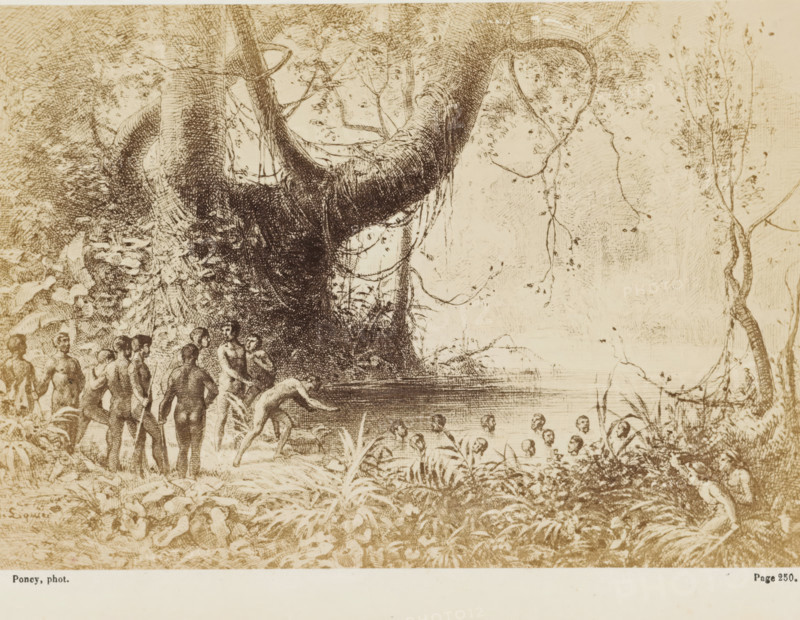 Ces grosses têtes noires surnageaient seules, graves, silencieuces..., Photo reproduction of a drawing of swimming native inhabitants of Australia, photograph, reproduction, page, inscription: 'Page 250.', photographer: François Poncy, after drawing by Gabriel Liquier, c. 1863 - in or before 1868, paper, albumen print, height 117 mm x width 169 mm, Photo on unnumbered page after page 250., swimming (movement in water), Australian and Oceanian races, Australia, A sepia-toned etching showing a dense jungle scene with large, twisting tree trunks and hanging vines dominating the center and right side, foliage and undergrowth filling the foreground, and a body of water near the middle. Groups of nude human figures appear along the left shoreline and in the shallow water, some standing on the bank, some wading, and several mostly submerged with only heads visible. On the left, a cluster of standing figures is arranged near the trees, and a few figures bend or crouch at the water’s edge. The ...