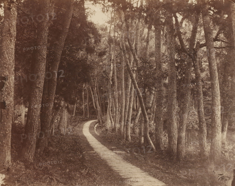 View of a forest path in China, photograph, annotation: 'China 1860s, A22', China, 1860 - 1870, photographer, paper, pasteboard, albumen print, height 345 mm x width 480 mm, forest path or lane, A narrow winding boardwalk path runs through a dense forest of tall, straight tree trunks with rough bark; many trunks lean at angles and closely spaced saplings and undergrowth fill the spaces between them. The canopy above shows clusters of needles and branches casting mottled shadows, and the forest floor along the path is covered with low vegetation and leaf litter. The image has a monochrome sepia tone and a soft, slightly faded quality, with darker areas where the foliage is denser and lighter sky glimpses visible through gaps in the trees.
