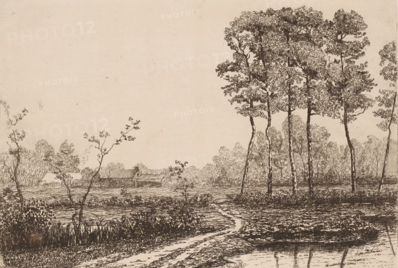 Landscape with row of birches, print, printmaker: Jerôme Tuyttens (signed by artist), c. 1850 - 1883, paper, etching, drypoint, intaglio printmaking technique, height 201 mm x width 284 mm, A wide landscape drawing showing a foreground dirt path leading toward a field with low vegetation and a shallow body of water reflecting nearby trees, thin tall trees with textured foliage clustered to the right, a group of smaller trees and bushes in the middle ground, a low building with a sloped roof partially visible among the trees toward the left, and a mostly empty sky filling the upper portion.