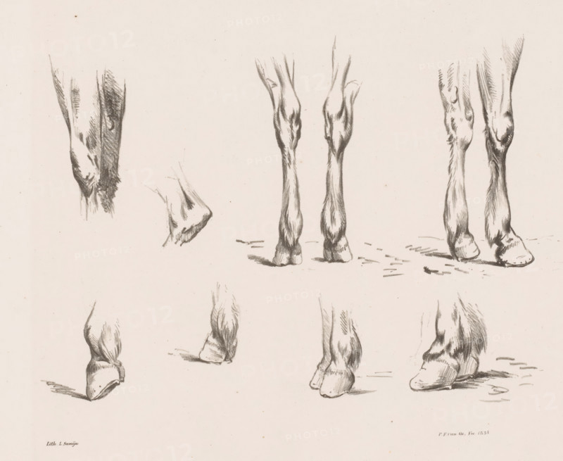 Eight studies of horse legs and hooves, Horse Studies from life, print, Series number, 2, 10, Part of a cover with a series of ten horse studies., printmaker: Pieter Frederik van Os, printer (person): L. Samijn, Amsterdam, publisher: Buffa & Co, Gebroeders, 1835, printer (person), paper, lithography, lithografie, height 260 mm x width 350 mm, horse, animals (limbs of an animal), A cream-colored sheet with multiple charcoal sketches of lower limbs and hooves arranged across the page, showing various angles and positions; the drawings feature long, slender legs with visible muscle and hair texture, shaded strokes indicating contours, and rounded hooves resting on lightly suggested ground; some sketches show paired legs side by side while others depict single legs or partial views; the overall tone is monochrome with soft smudging and fine linework.