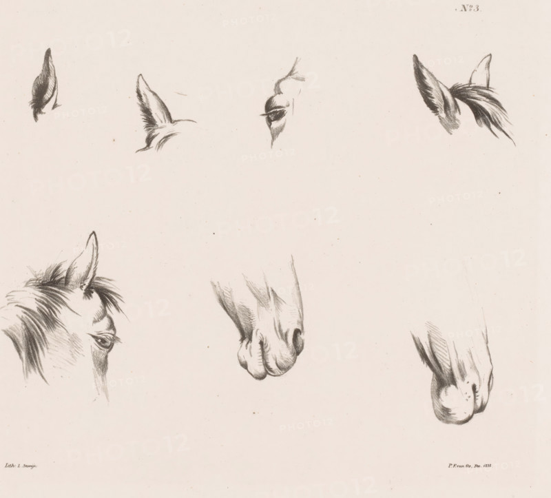 Eight studies of a horse's head, Horse Studies from life, print, Series number, 3, 10, Part of a cover with a series of ten horse studies., printmaker: Pieter Frederik van Os, after design by Pieter Frederik van Os, printer (person): L. Samijn, Amsterdam, publisher: Buffa & Co, Gebroeders, 1835, Pieter Frederik van Os, L. Samijn, Buffa & Co, printer (person), publisher, paper, lithography, lithografie, height 255 mm x width 351 mm, horse, animals (head of an animal), A pale background with several detailed charcoal sketches of a horse's head and facial features, including ears, eyes, a muzzle, and mane fragments, arranged across the page with visible pencil shading and soft smudging.