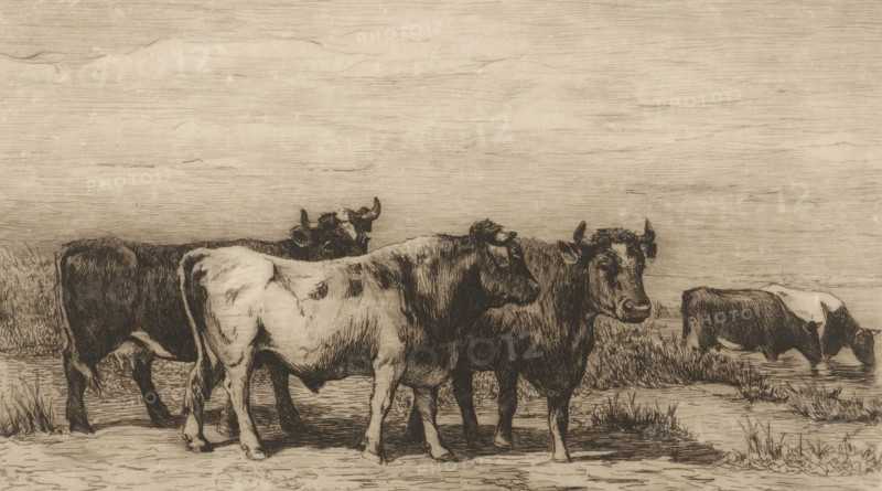 Landscape with cattle (original title), print, printmaker: Philip Zilcken, after design by Johannes Hubertus Leonardus de Haas, 1867 - 1890, paper, etching, drypoint, intaglio printmaking technique, height 183 mm x width 240 mm, bovine cattle, A monochrome sketch of a group of cows standing and grazing along a grassy, marshy shoreline, with textured sky above; the animals are shown in profile and three-quarter views, with visible horns, ears, and varied shading indicating fur patterns, and one cow with its head lowered to drink from the water while others stand on the muddy ground near clumps of grass.