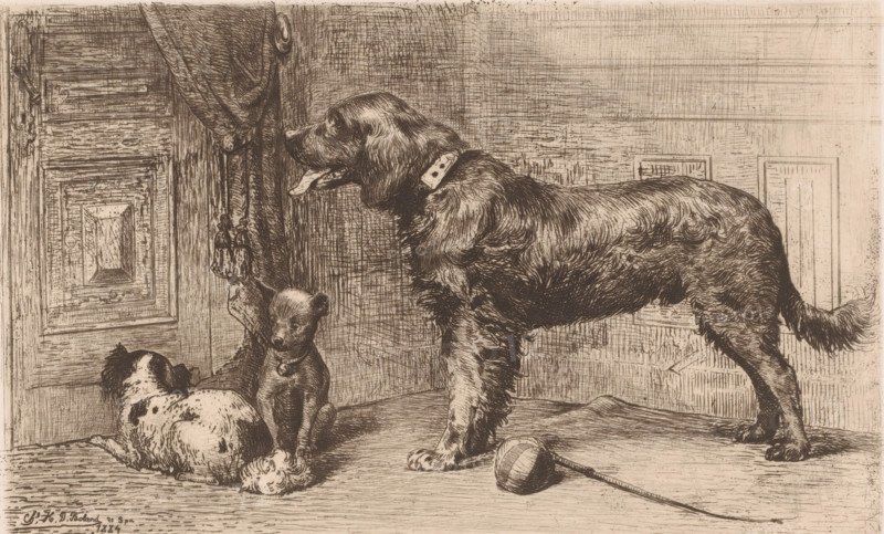 Three dogs waiting by a door, print, printmaker: Charles Hubert Denis Boland, printer (person): F. Michiels, Antwerp, 1884, printer (person), paper, etching, drypoint, intaglio printmaking technique, height 202 mm x width 279 mm, dog, A detailed sepia-toned etching shows three dogs in an interior space with wooden paneled walls and heavy drapery. A large, long-haired dog stands facing left with its tongue out, wearing a studded collar and showing textured fur and a raised tail. In front of it, a small seated puppy faces forward with a round pendant on its collar and an attentive posture. To the left, a spotted dog lies curled on the floor, its head turned slightly away. A ball on a string lies on the floor near the standing dog's front paws. The scene includes carved wooden panels, a tasselled curtain tieback, and cross-hatched shading that defines the floor and background surfaces.