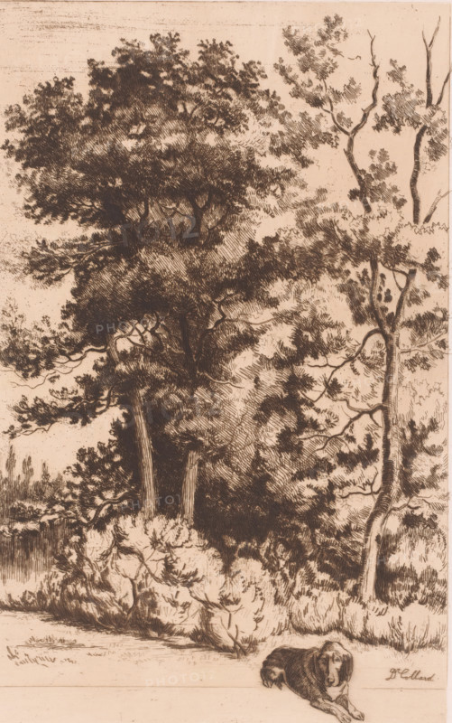 View of a forest in front of which a dog is sitting, print, printmaker: Armand Collard, 1848 - 1909, paper, chine collé, etching, intaglio printmaking technique, etching with plate tone on chine collé, height 269 mm x width 179 mm, dog, forest, wood, A detailed pen-and-ink landscape showing a stand of tall trees with dense, textured foliage and slender trunks, a variety of branches extending outward, and low shrubbery and grasses at the base; in the foreground a reclining dog with floppy ears and a relaxed posture lies on a flat ground area.