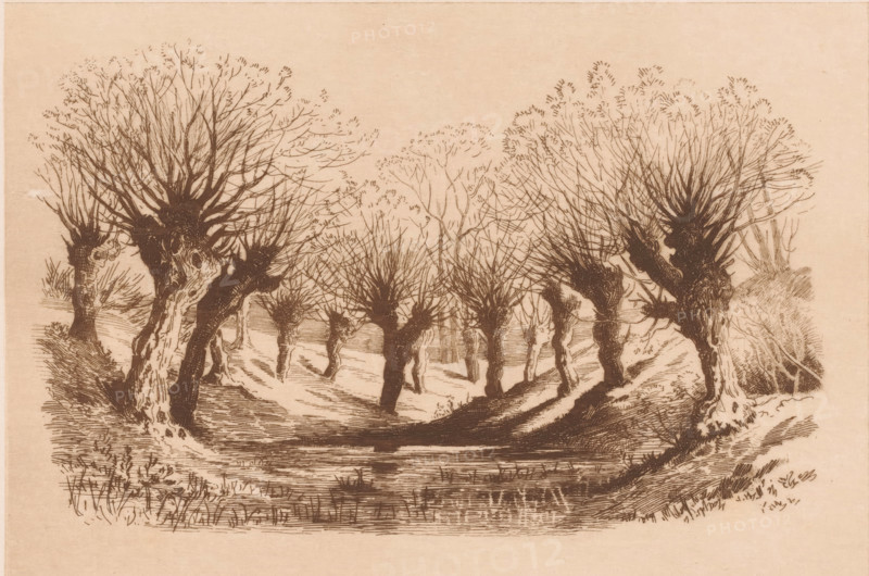 Pollarded willows around a pond, print, mark: 'Antwerpsche Etsers 1880', printmaker: Armand Collard (signed by artist), 1848 - 1909, paper, etching, intaglio printmaking technique, etching with plate tone, height 232 mm x width 315 mm, landscapes, trees: willow, A monochrome ink drawing of a landscape showing a row of leafless, pollarded trees with gnarled trunks and dense clusters of fine branches at their tops, standing along a winding dirt path that leads into the distance; the foreground features textured grass and low vegetation, and the ground has shadowed areas beneath the trees; the trees vary in size and shape with visible knotty bark and hollows, and additional faint trees and brush appear farther back under a plain, light sky.