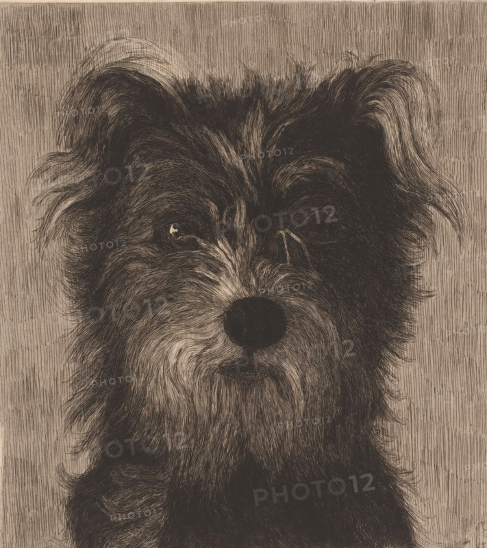 Head of a dog, print, inscription: '3em etat', printmaker: Eugène Cosyns (signed by artist), after design by Auguste Danse, 1872 - 1909, paper, etching, intaglio printmaking technique, etching with plate tone, height 266 mm x width 212 mm, dog, A close-up drawing of a furry animal face filling the frame, rendered in fine, dark crosshatched lines on a light background; the top of the head shows tufted, wavy fur with two ear shapes at the upper corners, and the eyes are set beneath heavy fur with one eye reflecting a small bright spot; a rounded dark nose sits near the center above a subtle mouth, and the fur around the muzzle and cheeks has flowing, curved strokes that create texture and depth against a vertically textured backdrop.