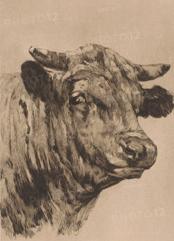 Tête de taureau, Head of a bull, print, annotation: '1e état, tiré à 3 exemplaires', printmaker: Auguste Danse (signed by artist), after design by Alfred Verwee, 1885, paper, etching, drypoint, intaglio printmaking technique, height 359 mm x width 237 mm, bull, A detailed ink drawing of a cow's head and upper neck rendered on a textured beige background, showing one horn curving upward and the other extending outward, a visible ear with dark shading, a prominent eye with surrounding fur lines, a broad muzzle with defined nostrils and whisker marks, and layered short and long strokes indicating the animal's fur and skin folds across the face and neck.