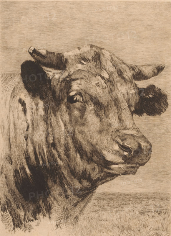 Tête de taureau, Head of a bull, print, annotation: 'dernier état', printmaker: Auguste Danse (signed by artist), after design by Alfred Verwee, 1885, paper, etching, drypoint, intaglio printmaking technique, height 359 mm x width 237 mm, bull, A close-up sepia-toned drawing of a cow's head turned slightly to the side, showing a textured hide with dark and light strokes, a visible eye with detailed shading, a large nose and mouth with pronounced contours, two ears with one appearing darker and more textured, and two horns with one tipped in a lighter tone; the background is filled with fine horizontal lines and a lightly sketched ground beneath the animal.
