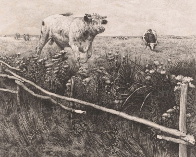 Cows and a bull in the meadow, Les eupatoires, print, annotation: 'dernier état', printmaker: Auguste Danse (signed by artist), after design by Alfred Verwee, 1885, paper, chine collé, etching, drypoint, intaglio printmaking technique, height 271 mm x width 323 mm, bull, A monochrome drawing of a grassy field with a large cow standing near the foreground and another cow grazing farther back, a wooden split-rail fence running diagonally across the front, dense clumps of wildflowers and tall grasses along the fence line, a wheel partially obscured by vegetation, and a wide sky above the distant horizon.