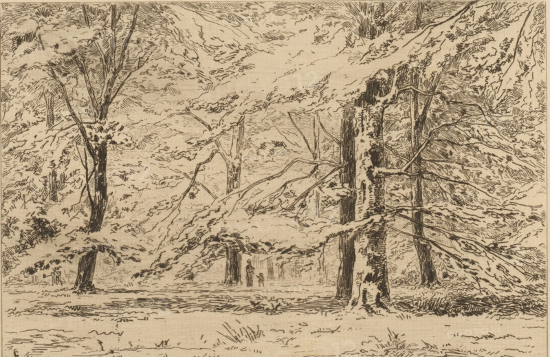 In the park of Groeneveld Castle (original title), Trees on the Groeneveld Castle estate, The Netherlands (original series title), print, In the middle stands a figure with a child next to a tree., printmaker: Carel Nicolaas Storm van 's-Gravesande, c. 1877, Carel Nicolaas Storm van 's-Gravesande, paper, etching, intaglio printmaking technique, height 150 mm x width 200 mm, forest, wood, Baarn, Groeneveld Castle (Baarn), A monochrome line drawing of a forest scene showing many tall trees with textured bark and spreading branches, leaves rendered with short, hatched strokes, and layered foliage filling the upper area. Tree trunks of varying thickness stand on a flat ground with grass and low vegetation indicated by short lines and tufts. Branches extend horizontally and diagonally across the composition, some overlapping others, and fine vertical and diagonal hatch marks create shadowed areas on trunks and foliage. Near the center, two small human silhouettes stand among the trees, one ...