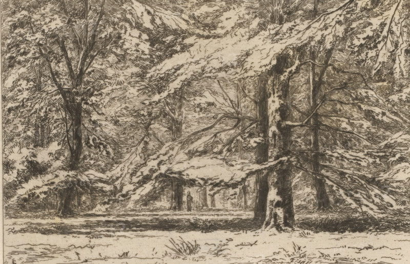 Dans le parc du château de Groeneveld (original title), Bomen op landgoed Kasteel Groeneveld, La Hollande (original series title), print, In het midden staat eenfiguur naast een boom., printmaker: Carel Nicolaas Storm van 's-Gravesande, c. 1877, Carel Nicolaas Storm van 's-Gravesande, paper, etching, drypoint, intaglio printmaking technique, height 150 mm x width 200 mm, forest, wood, Baarn, Kasteel Groeneveld (Baarn), A detailed monochrome drawing of a forest scene showing multiple tall trees with textured trunks and branches, dense foliage rendered with short, hatched lines, and layered canopies creating a sense of depth. The foreground includes a lightly textured ground with sparse grass tufts and subtle shading, while midground trees display heavier vertical hatching and some exposed lighter areas on bark. In the background, more trees and foliage are indicated by finer, more closely spaced lines, and the overall composition emphasizes overlapping branches and leafy masses across t...