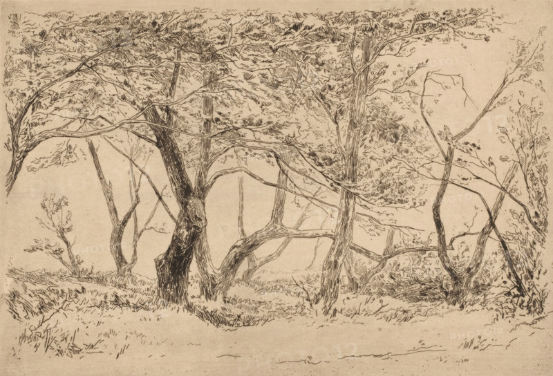 Group of trees in the dunes near Haarlem, Groupe d'arbres dans les dunes près de Haarlem (original title), print, printmaker: Carel Nicolaas Storm van 's-Gravesande, c. 1880, Carel Nicolaas Storm van 's-Gravesande, printmaker, paper, etching, intaglio printmaking technique, height 158 mm x width 228 mm, groups of trees, Haarlem, A sepia-toned pen drawing shows a group of trees with twisting trunks and arching branches filling the scene. The tree bark is rendered with dense, vertical lines and cross-hatching, while foliage is suggested by short, sketchy strokes clustered along the upper canopy and on many branches. Several trunks lean at angles and interweave, creating open spaces between them that reveal a lightly textured background. The ground is indicated by scattered grasses and small shrubs drawn with fine lines, and a few slender saplings and thin branches extend outward from the main trunks. Overall the image emphasizes linear detail and the organic, curving forms of the trees a...