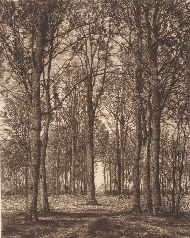 Landscape with trees, print, printmaker: Alfred Elsen, 1878, paper, chine collé, etching, intaglio printmaking technique, roulette, plate tone and roulette on chine collé, height 259 mm x width 210 mm, forest, wood, trees, A densely packed stand of tall trees fills the image, their straight trunks rising from a textured forest floor and extending upward into a network of branches and sparse foliage; the trunks and branches are rendered with fine, crosshatched lines giving a detailed, textured appearance, and the canopy creates a layered pattern against a pale background; areas of shadow and light appear on the ground and trunks, and thinner saplings and underbrush are visible between the larger trees, forming a sense of depth as the rows of trunks recede toward a lighter opening in the distance.