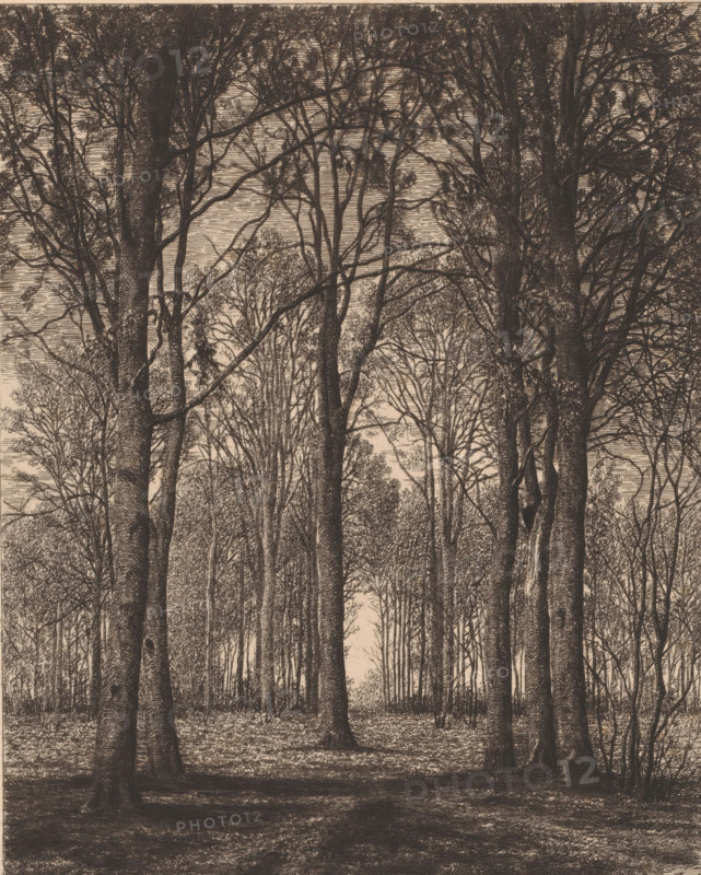 Landscape with trees, print, printmaker: Alfred Elsen, printer (person): Joseph Bouwens, Brussels, 1878, printer (person), paper, etching, intaglio printmaking technique, roulette, plate tone and roulette, height 256 mm x width 210 mm, forest, wood, trees, A densely packed stand of tall trees fills the image, with textured trunks rising from a shaded forest floor and branches extending upward and outward to form a layered canopy; thin twigs and sparse leaves create intricate overlapping patterns against a pale background, and undergrowth and smaller saplings are visible among the larger trunks, while light filters through gaps between branches creating subtle contrasts across the scene.