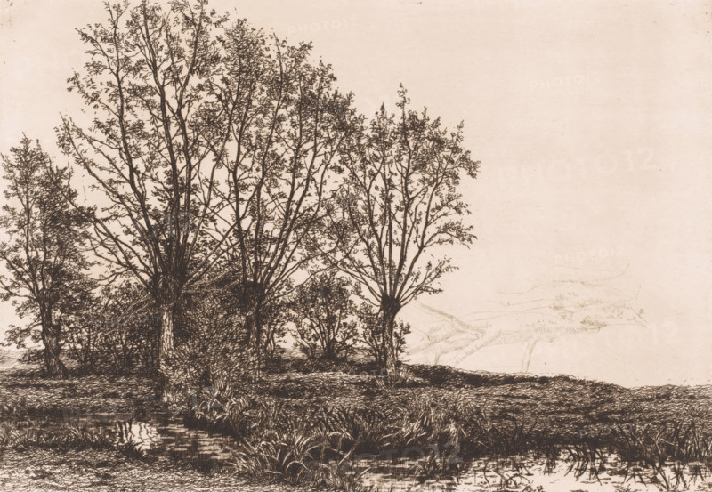 Landscape with four willows and a brook, print, inscription: 'Paysage over quatre ..., 1e Etat', printmaker: Alfred Elsen (signed by artist), 1881, paper, etching, intaglio printmaking technique, etching with plate tone, height 235 mm x width 329 mm, Print is made from a reused plate, thin lines of tree trunks are still visible on the right., landscapes, brook, trees: willow, A sepia-toned line drawing of a cluster of tall, slender trees with detailed branches and sparse leaves standing on a grassy bank beside a calm, reflective body of water, with reeds and vegetation at the water’s edge and a gently sloping landscape extending into the open, lightly sketched background.