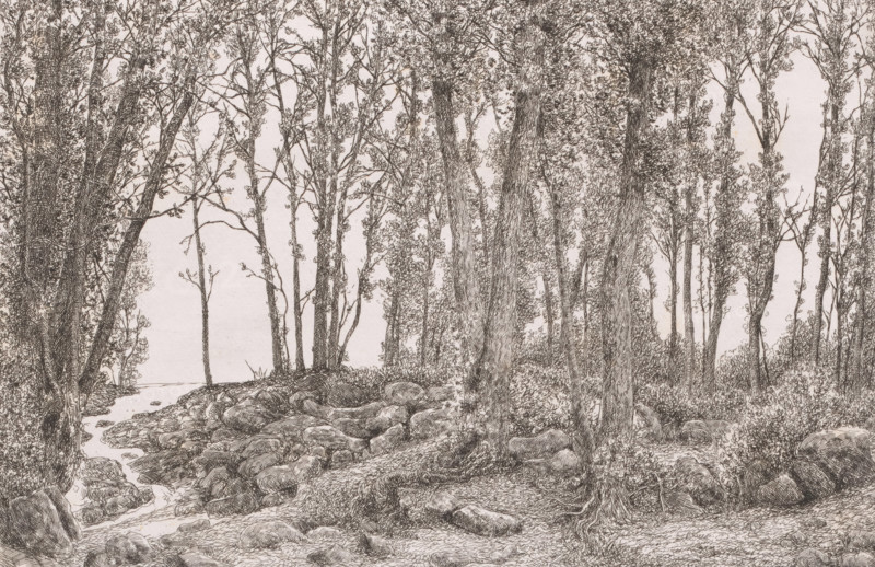 Forest view with a stream on the left, print, inscription: '1e etat unique', printmaker: Alfred Elsen (signed by artist), 1879, paper, etching, height 185 mm x width 281 mm, forest, wood, brook, A detailed pen-and-ink drawing of a forested scene showing many tall, slender trees with textured bark and delicate leafy branches, trunks clustered and overlapping across the composition, understory shrubs and low vegetation at the bases of the trees, a rocky, uneven forest floor with visible roots and scattered stones, and a narrow winding stream or water channel threading through the rocks toward an open light area in the background.