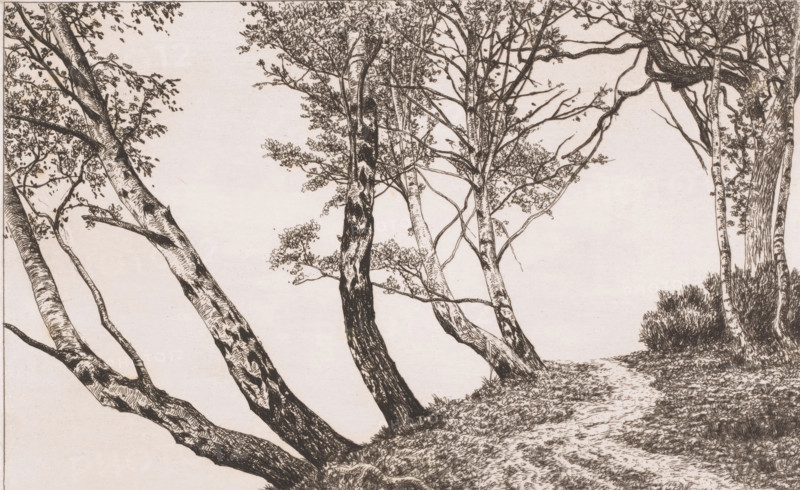 Landscape with birches along a bank, print, inscription: '1e Etat', printmaker: Alfred Elsen (signed by artist), 1860 - 1910, paper, etching, intaglio printmaking technique, etching with plate tone, height 185 mm x width 280 mm, forest path or lane, trees: birch, A detailed pen-and-ink drawing of a group of leaning trees on a sloping ground, with textured trunks showing bark patterns and knots, delicate branches and clusters of small leaves, a narrow footpath winding through leaf-strewn earth, low shrubbery at the base of some trunks, and a mostly clear pale background.