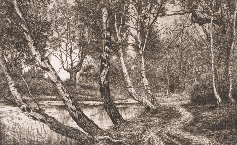 Landscape with birch trees along a bank, print, inscription: '5e etat', printmaker: Alfred Elsen, 1860 - 1910, paper, etching, intaglio printmaking technique, etching with plate tone, height 184 mm x width 280 mm, lake, forest path or lane, trees: birch, A detailed monochrome drawing of a wooded scene showing several slender, pale-barked trees with dark patches leaning toward a still body of water, a narrow earthen path winding along the water’s edge and into the trees, dense undergrowth and foliage filling the background, varied tree trunks and branches crossing the composition, reflected textures in the water, and layered shading and fine linework defining leaves, bark, grass, and the ground.