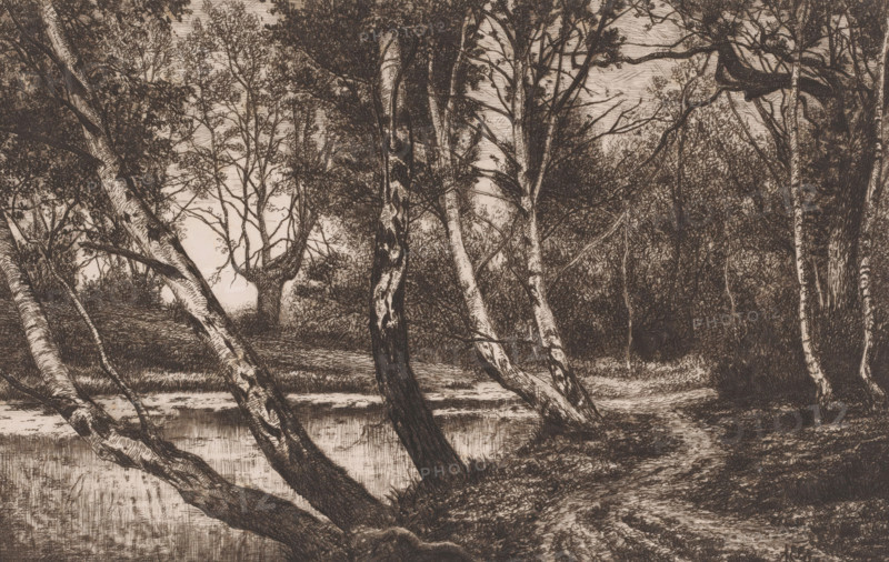 Landscape with birch trees along a bank, print, printmaker: Alfred Elsen, 1860 - 1910, paper, chine collé, etching, intaglio printmaking technique, etching with plate tone on chine collé, height 186 mm x width 279 mm, lake, forest path or lane, trees: birch, A detailed monochrome drawing of a wooded scene showing slender, leaning tree trunks with textured bark rising from the ground beside a calm body of water, reflected surface ripples near the base of the trunks, dense clusters of leafy branches and undergrowth filling the background, a narrow dirt path winding along the right side beneath the trees, layered foliage creating areas of light and shadow, and a horizon of distant trees visible through gaps in the canopy.