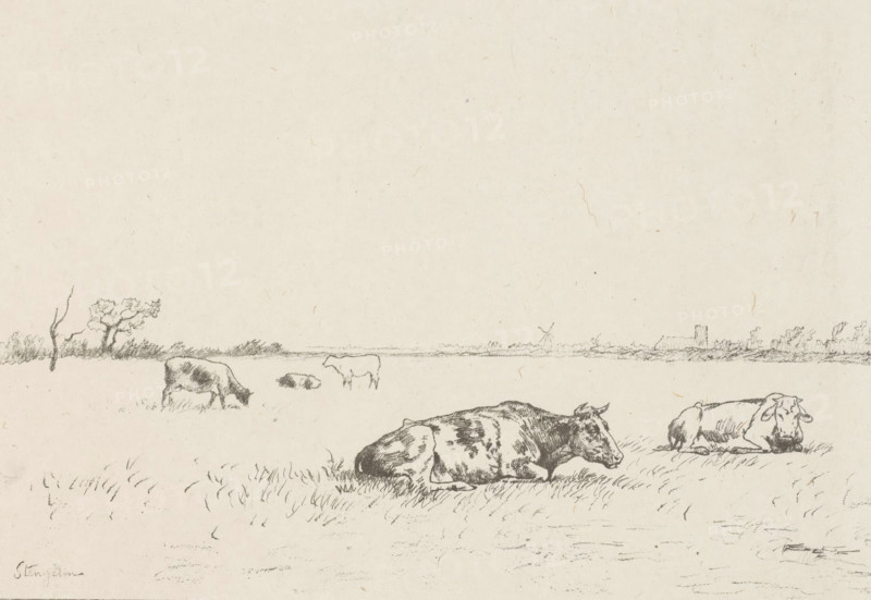 Vaches au paturage (original title on object), Meadow with cows, print, printmaker: Alphonse Stengelin (signed by artist), 1876 - 1910, paper, chine collé, lithography, height 319 mm x width 449 mmm, cow, A wide, light-toned sketch of a flat grassy field with several cows, some lying down in the foreground and others standing or grazing farther back, rendered in fine pencil lines; a low horizon line with sparse vegetation and a few small trees and shrubs stretches across the middle distance, and a distant windmill and a small blocky building sit near the horizon; the foreground shows detailed grass strokes and shaded contours on the cows, with open space and faint paper texture filling the upper portion of the image.