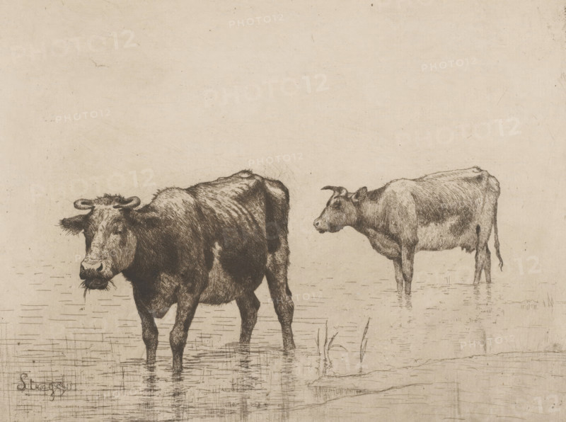 Two cows in a puddle, print, watermark, printmaker: Alphonse Stengelin (signed by artist), printer (person): Charles Wittmann, 1862 - 1910, printer (person), paper, etching, intaglio printmaking technique, height 189 mm x width 250 mm, cow, A monochrome drawing of two cows standing in shallow water, rendered with fine lines and crosshatching; one cow is positioned closer to the viewer with its head turned slightly toward the left and water rippling around its legs, while the other cow stands farther back facing left with a visible udder and a long tail; the ground and water are indicated by horizontal scratch-like marks and sparse tufts of grass, and the background is a plain, textured surface.