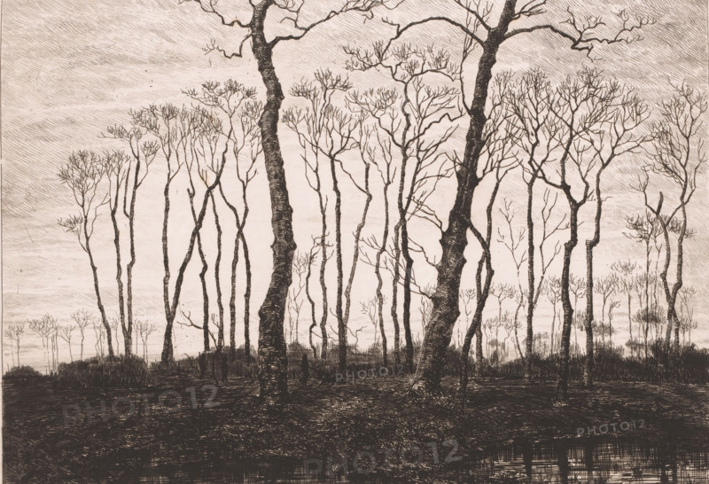 Twilight in winter, print, annotation: 'crépuscule en décembre', printmaker: Jules Guiette, 1862 - 1901, paper, etching, intaglio printmaking technique, height 236 mm x width 319 mm, dusk, evening twilight, deciduous forest, A monochrome drawing of a sparse forest scene with tall, slender trees rising from a dark foreground, many trunks leaning and curving with textured bark lines, and delicate, bare branch clusters at the tops; a lighter sky fills the background with horizontal hatch shading, and reflected linear textures appear near the bottom edge suggesting water or damp ground.
