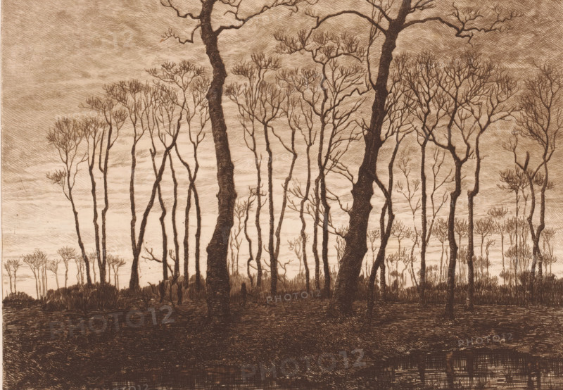 Twilight in winter, print, workshop stamp: 'Antwerpsche Etsers 1880', printmaker: Jules Guiette (signed by artist), 1862 - 1901, paper, etching, drypoint, intaglio printmaking technique, height 241 mm x width 320 mm, dusk, evening twilight, deciduous forest, A sepia-toned scene of tall, slender trees with bare, branching tops standing across a gently sloping ground, two thicker trunks prominent in the foreground with textured bark, finer trunks and twigs filling the middle and background, a sky rendered with horizontal, crosshatched lines, low grasses and underbrush at the base of the trees, and a darker, heavily textured foreground area that contrasts with the lighter sky.