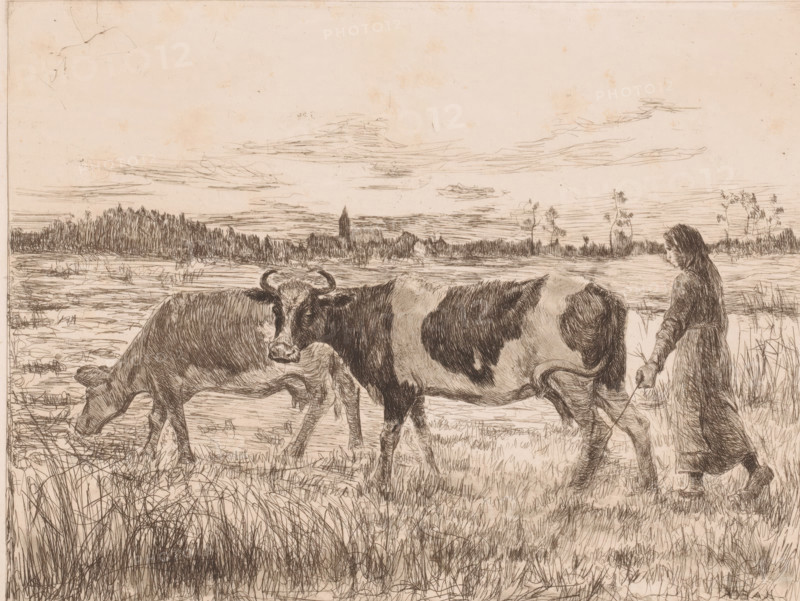 Two cows with a farmer's wife in a landscape, print, annotation: '2nd state', printmaker: Léopold Haeck (signed by artist), 1878 - 1910, Léopold Haeck, printmaker, paper, etching, intaglio printmaking technique, height 187 mm x width 241 mm, farmers - AA - female farmer, farmer's wife, cow, A sepia-toned sketch shows a pastoral scene with two cows walking through tall grass, one with visible horns and distinct dark patches and the other grazing with its head lowered, while a figure of a person in a long coat walks beside them holding a thin stick, their head slightly bowed and hair falling past their shoulders; the background features a flat marshy landscape with reeds and distant tree lines under a wide sky filled with thin, horizontal cloud strokes.