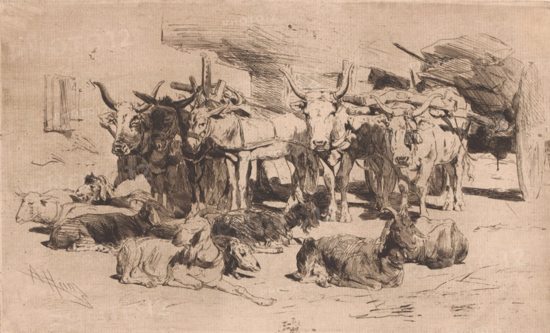 Wagons hitched to oxen and mules, print, printmaker: Armand Heins, 1866 - 1910, paper, etching, intaglio printmaking technique, etching with plate tone, height 193 mm x width 315 mm, goat, horses and kindred animals, two-wheeled, animal-drawn vehicle, ox, A sepia-toned sketch showing a group of cattle standing and lying on the ground inside a shaded structure, with several oxen at the center facing forward and others reclining in the foreground, all rendered with crosshatched ink lines and varied shading; wooden beams and stacked objects form a darker background on the right while lighter, sparsely sketched space appears on the left, and the ground beneath the animals shows scattered linework and subtle texture.