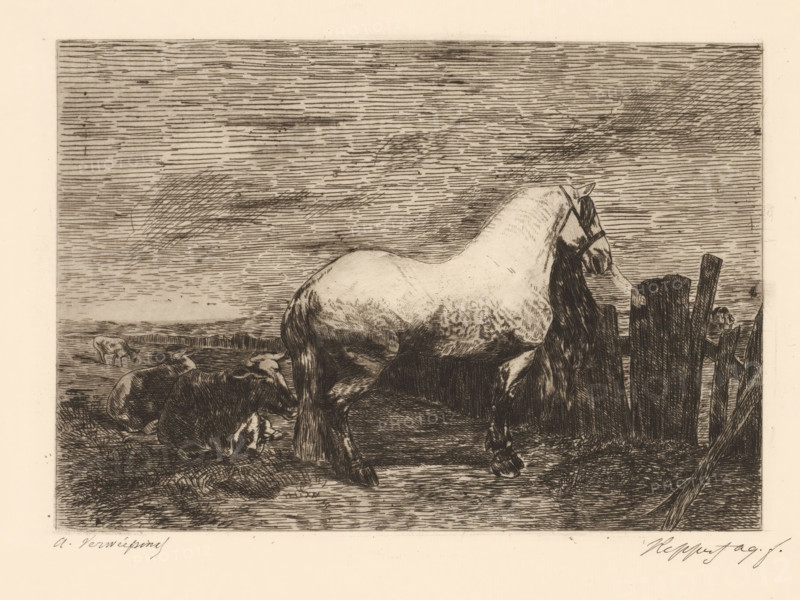 Landscape with horse and three cows, print, printmaker: Karel Theodoor Hippert, after design by Alfred Verwee, 1849 - 1910, paper, etching, intaglio printmaking technique, etching with plate tone, height 239 mm x width 322 mm, landscapes, cow, horses and kindred animals, A detailed monochrome etching shows a large horse standing in profile with a long flowing mane and tail, positioned near a rough wooden fence. The horse has visible musculature and textured shading on its body and legs, with a bridle on its head. In the foreground near the horse's hindquarters, there are several resting cows with varied shading and curled forms. The background features a wide, horizontally lined sky with crosshatched cloud-like areas and a distant low horizon. The ground beneath the animals is textured with fine lines and patches of darker shading, and a section of broken wooden posts and planks stands beside the horse.