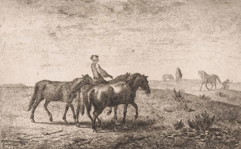 Man leading three horses through a meadow, print, printmaker: Lambert Jacquelart, 1830 - 1910, paper, etching, intaglio printmaking technique, drypoint, height 179 mm x width 277 mm, taming of wild horses, A monochrome etching showing a flat landscape with a wide sky filled with horizontal hatch marks and wispy cloud textures, several horses walking across the foreground with detailed fur and musculature, a standing human figure among the horses facing sideways, distant horses grazing near the horizon, a small crouching figure at the right edge, and low vegetation and textured ground in the foreground.