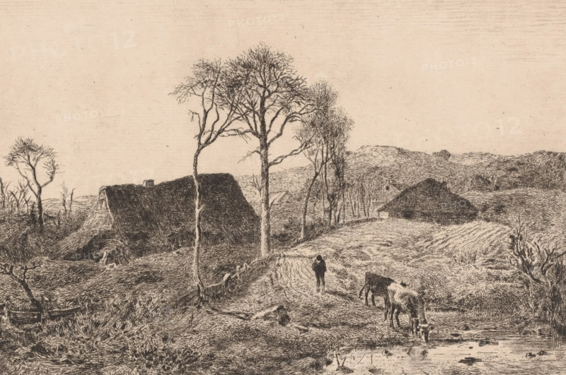 Drinking cow in a landscape with two farms, print, printmaker: Lambert Jacquelart, 1830 - 1910, paper, etching, intaglio printmaking technique, height 199 mm x width 296 mm, farm or solitary house in landscape, cow, A sepia-toned landscape sketch shows a rural scene with rough textured ground and a winding dirt path leading into the distance, flanked by tall leafless trees with intricate branch work; thatched-roof cottages sit amid low fences and scrubby vegetation, one large roof prominent at left and another smaller structure farther back on the right; a lone figure walks along the path away from the viewer while two grazing cows stand nearer the foreground beside a small reflective puddle; rolling hills and distant brush form the horizon under an expansive, lightly textured sky.