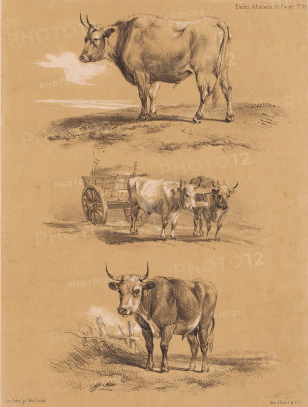Three studies of oxen and ox cart, Animal studies by Cooper, Études d'Animaux de Cooper, print, Series number, 54, printmaker: Pierre Frédéric Lehnert, printer (person): Aubert & Cie., Paris, publisher: Aubert & Cie., 1838 - 1840, Pierre Frédéric Lehnert, Aubert & Cie., printmaker, printer (person), publisher, paper, tone lithography, height 359 mm x width 273 mm, (farm) wagon, freight wagon, cart, ox, A vertical tan paper sheet with three charcoal sketches of cows and a cart, the top sketch showing a standing cow facing left with visible horns and shadowing on the ground, the middle area featuring a wooden two-wheeled cart partially obscured by two yoke-connected cows seen from the front and three-quarter view, and the lower portion depicting a larger cow facing forward with detailed shading, visible grassy ground and a broken fence segment behind it.