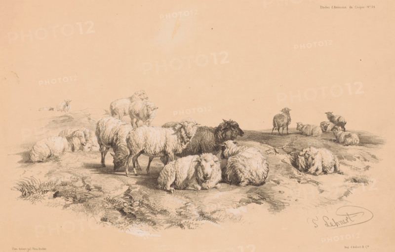 Study of a flock of sheep, Animal studies by Cooper, Études d'Animaux de Cooper, print, Series number, 24, printmaker: Pierre Frédéric Lehnert, printer (person): Aubert & Cie., Paris, publisher: Aubert & Cie., 1838 - 1840, Pierre Frédéric Lehnert, Aubert & Cie., printmaker, printer (person), publisher, paper, tone lithography, height 239 mm x width 330 mm, sheep, herd, flock, A group of sheep is depicted resting and standing on a gently undulating grassy terrain, drawn in fine pencil or charcoal lines on a light tan background. Several sheep lie curled or stretched out in the foreground with textured wool and relaxed expressions, while others stand nearby with heads lowered to graze or turned to the side. In the midground a darker-haired sheep contrasts with the lighter fleeces around it, and a few more sheep are scattered farther back on small rises. The ground shows sketched grass, clumps of vegetation, and subtle shadows, and there are faint smudges and sketch marks across the paper...