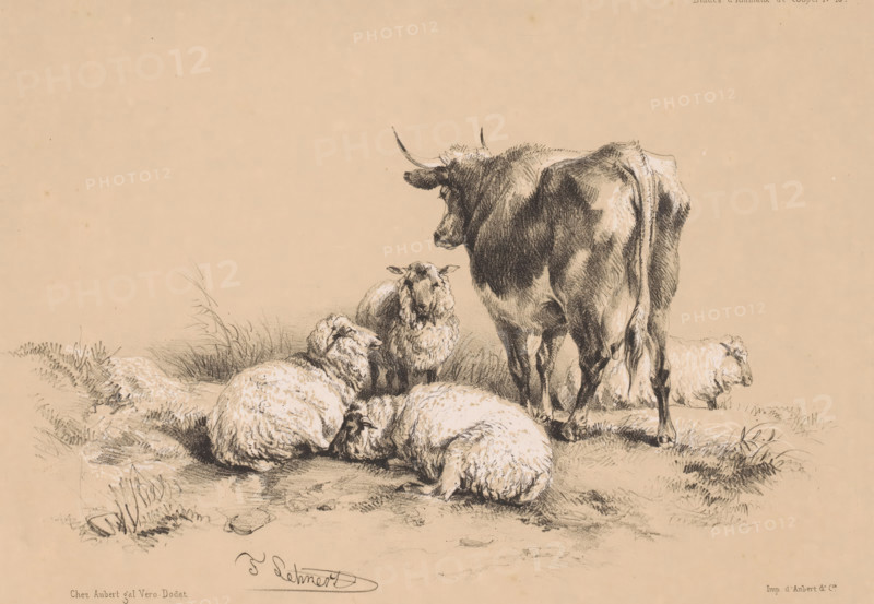 Studies of four sheep and a cow, Animal studies by Cooper, Études d'Animaux de Cooper, print, printmaker: Pierre Frédéric Lehnert, printer (person): Aubert & Cie., Paris, publisher: Aubert & Cie., 1838 - 1840, Pierre Frédéric Lehnert, Aubert & Cie., printmaker, printer (person), publisher, paper, tone lithography, height 278 mm x width 358 mm, sheep, cow, A charcoal-style drawing on a warm beige background showing a large cow standing with its back partially turned and a group of woolly sheep lying and sitting on the ground around it, rendered with textured shading and soft highlights, with grass tufts and ground details beneath the animals.