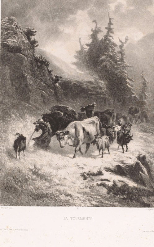 Cattlewoman with herd in a storm, La tourmente, Swiss artists, Les artistes suisses, print, Series number, 22, printmaker: Albert Lugardon, after painting by Charles Humbert, printer (person): Joseph Rose Lemercier, Paris, publisher: Wild, 1852 - 1860, printer (person), paper, chine collé, lithography, lithography with planing technique on chine collé, height 568 mm x width 399 mm, cattle driving, cattle driver, storm, A monochrome scene shows a herd of animals walking along a snowy, uneven path between rocky cliffs and tall, windblown evergreen trees, with low clouds overhead; the animals include several cows and smaller goats interspersed, a laden pack animal with visible harness and bags, and a figure bent forward near the pack appearing to hold a rope, while the foreground and path are textured with snow and tufts of grass and the rocky terrain slopes away at the edges.